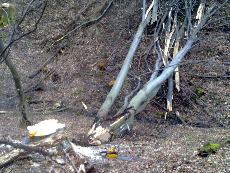 Fällung 22er  004.jpg