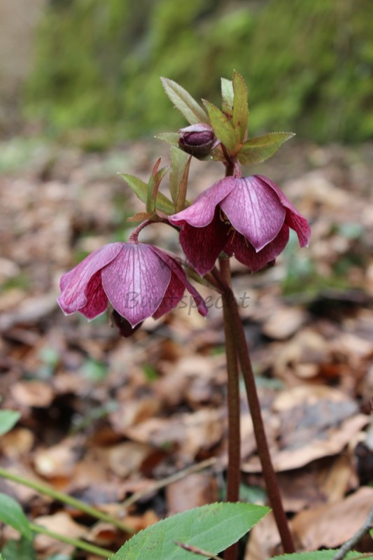 Bildla Nummä 007.jpg