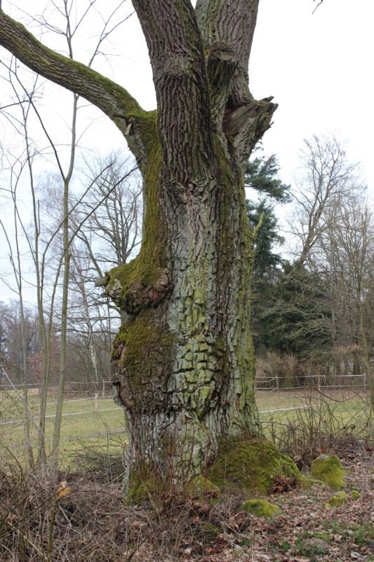 Bildla Nummä 008.jpg