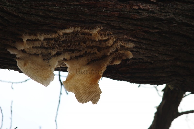 Bildla Nummä 010.jpg