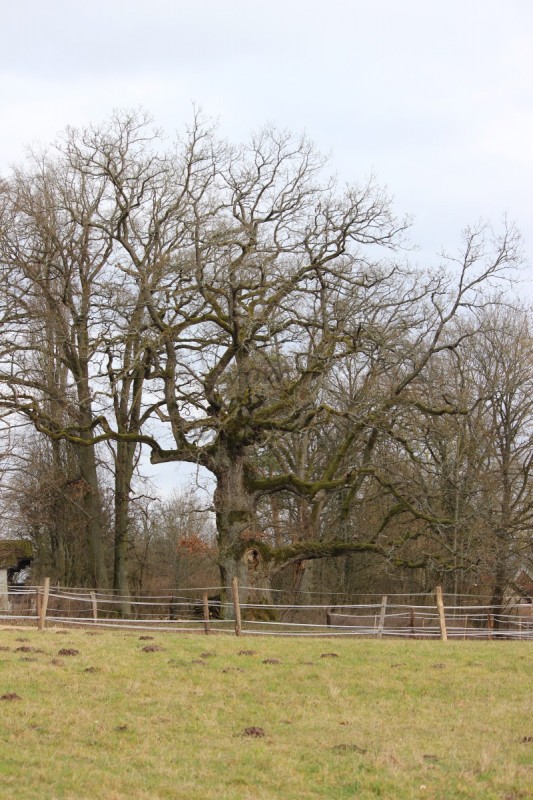 Bildla Nummä 011.jpg