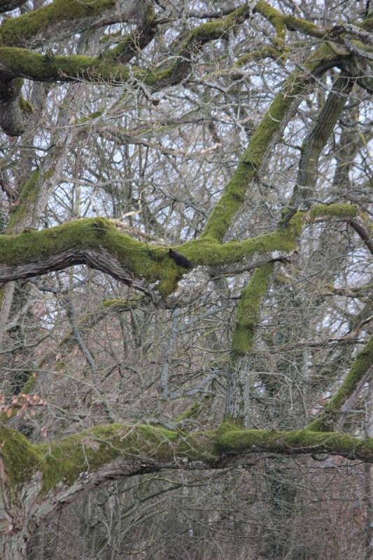 Bildla Nummä 012.jpg