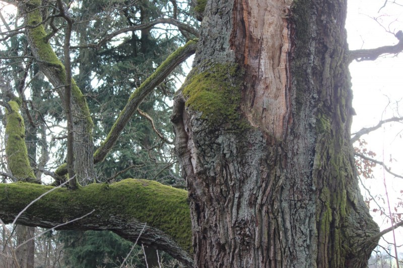 Bildla Nummä 014.jpg