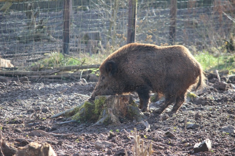 Bildla Nummä 018.jpg