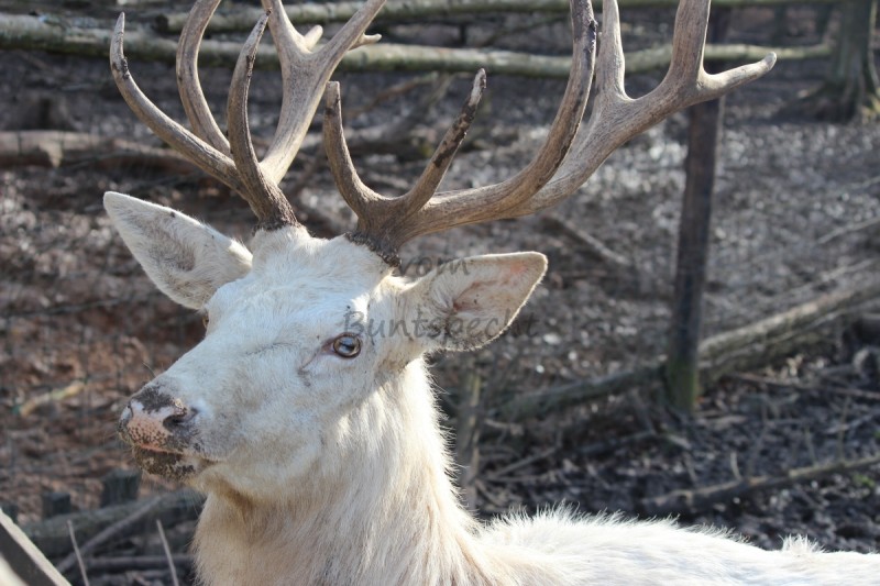 Bildla Nummä 019.jpg