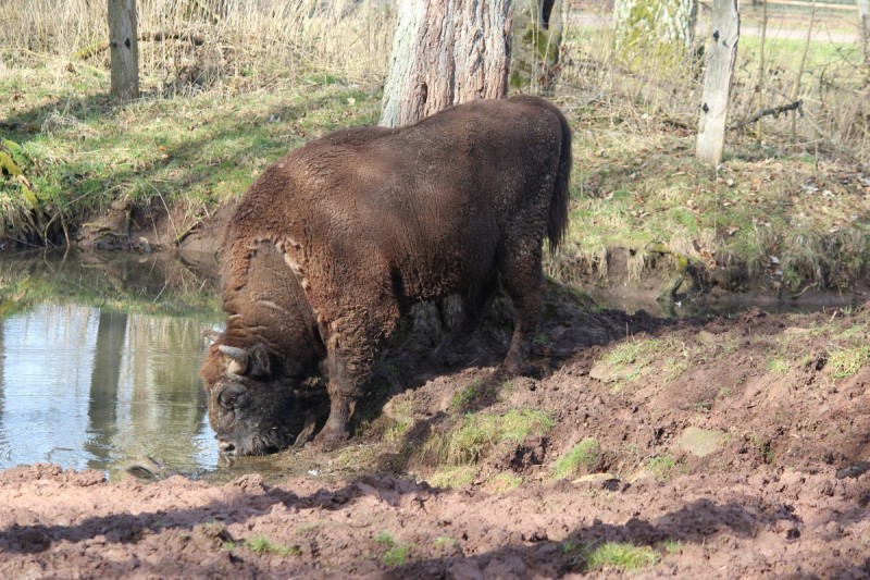 Bildla Nummä 020.jpg