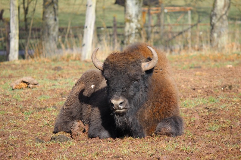 Bildla Nummä 021.jpg