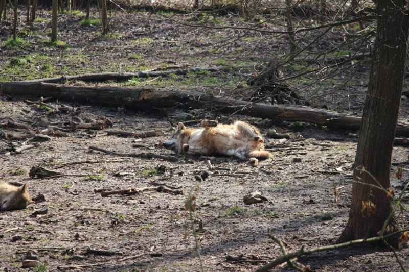 Bildla Nummä 022.jpg