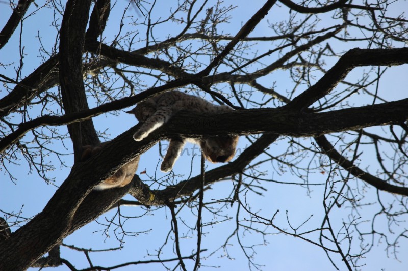 Bildla Nummä 023.jpg