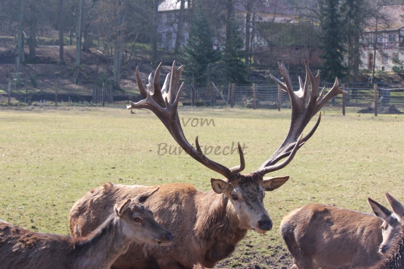 Bildla Nummä 024.jpg