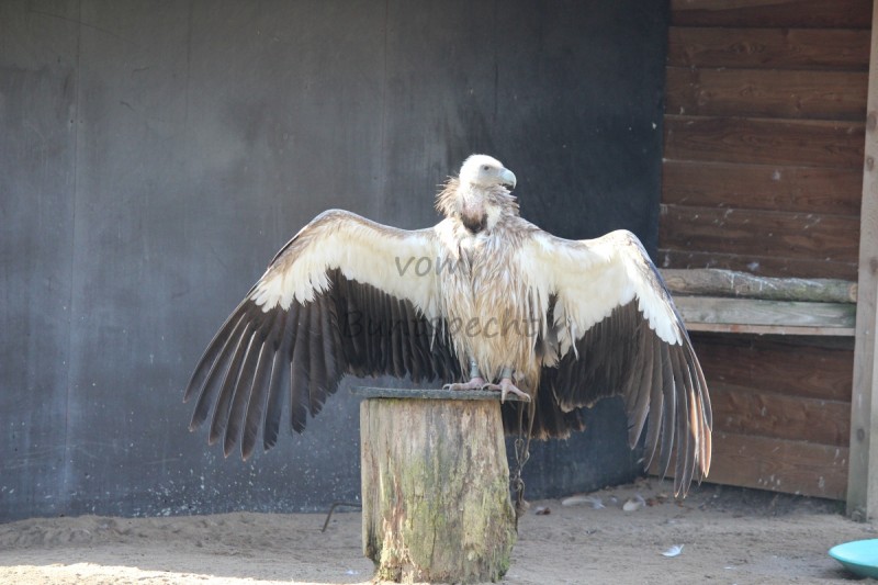 Bildla Nummä 025.jpg