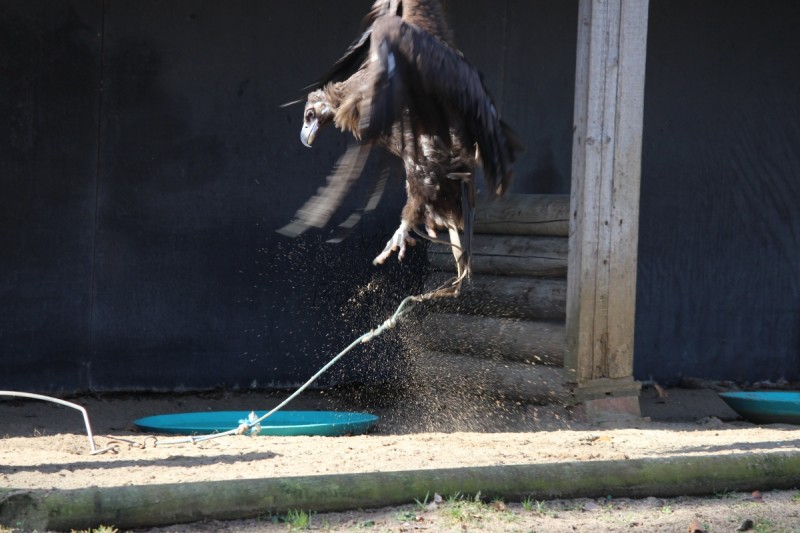 Bildla Nummä 026.jpg