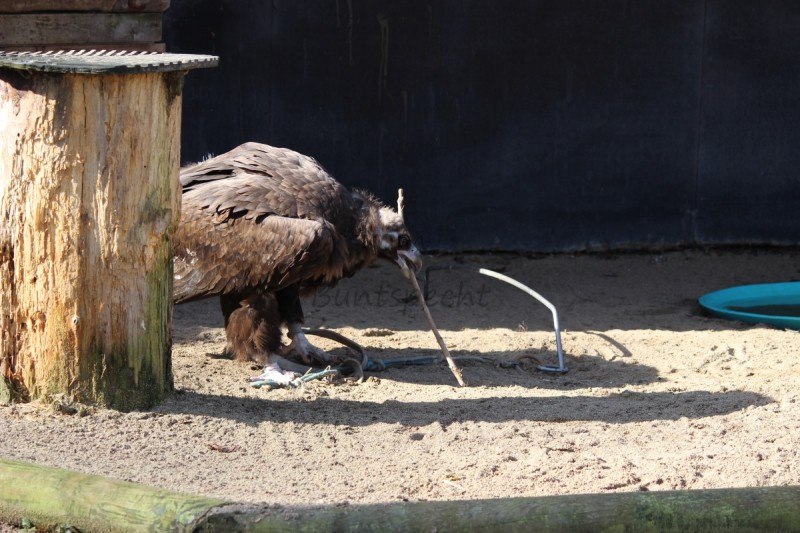 Bildla Nummä 027.jpg