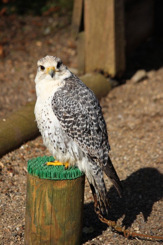 Bildla Nummä 028.jpg