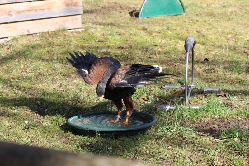 Bildla Nummä 029.jpg