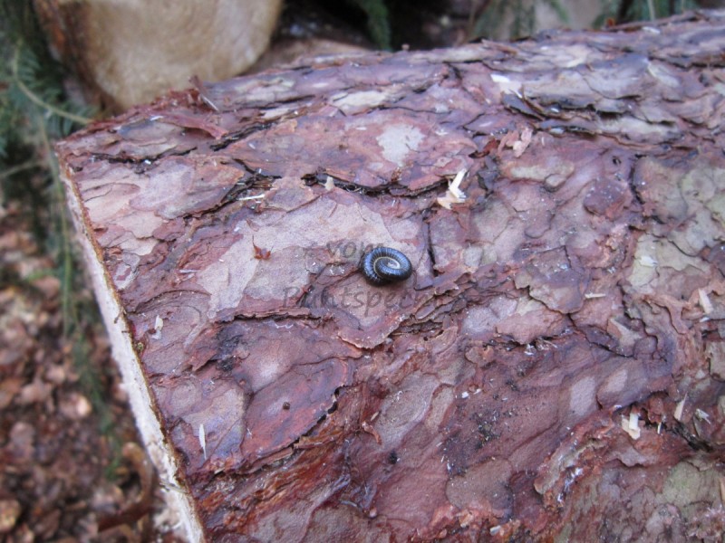 Bildla Nummä 005.jpg