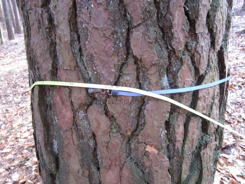 Bildla Nummä 006.jpg