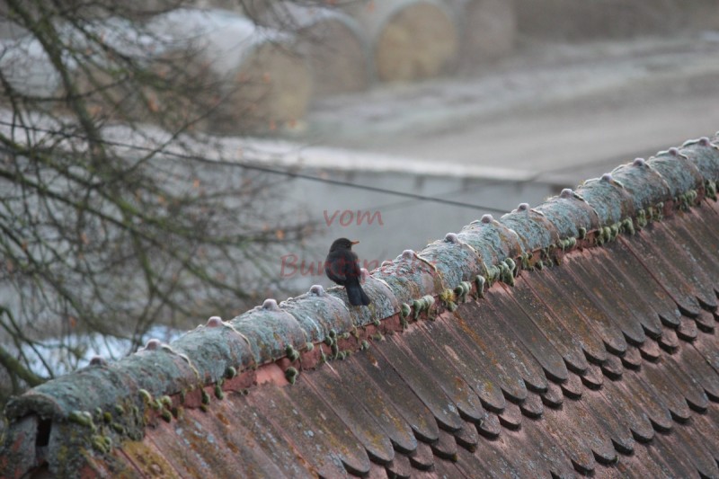 Bildla Nummä 001.jpg