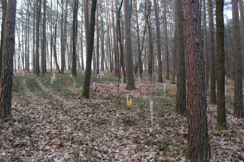 Bildla Nummä 007.jpg