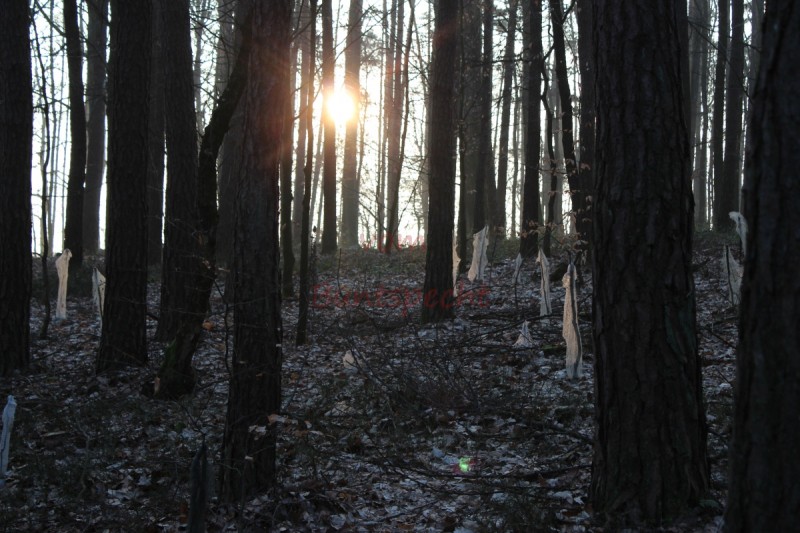 Bildla Nummä 008.jpg