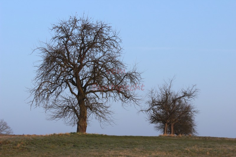 Bildla Nummä 014.jpg