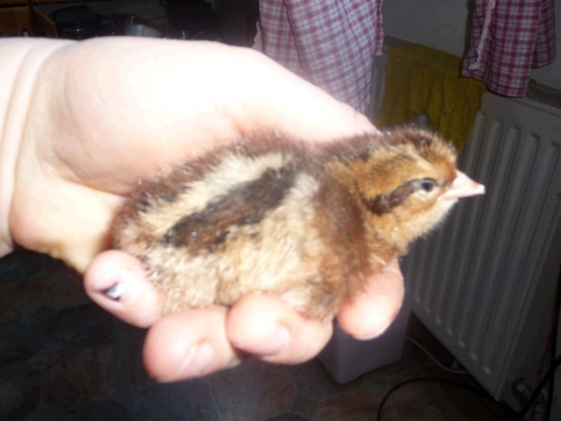 Ines mit Küken in der Hand.jpg