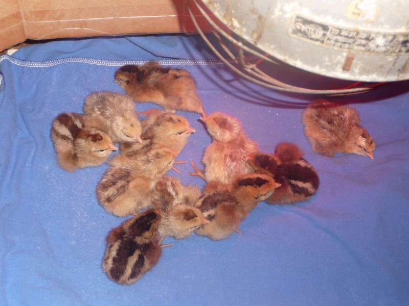 Küken unter der Wärmelampe.jpg