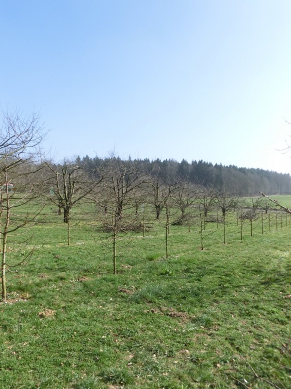 Frühjahrsschnitt5.jpg