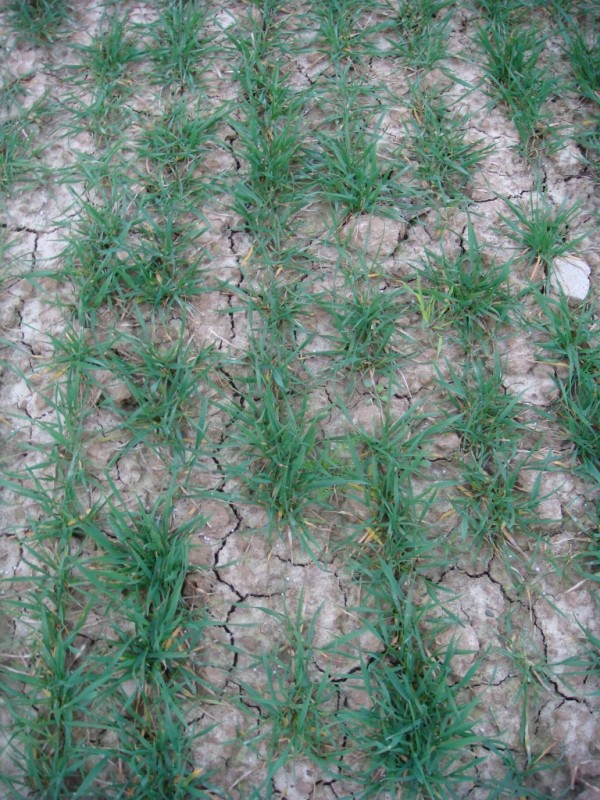 Winterweizen Julius 16.3.14.JPG