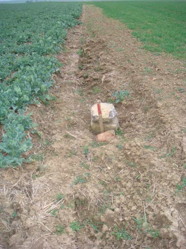 Grenze am Mulchsaat Raps.JPG