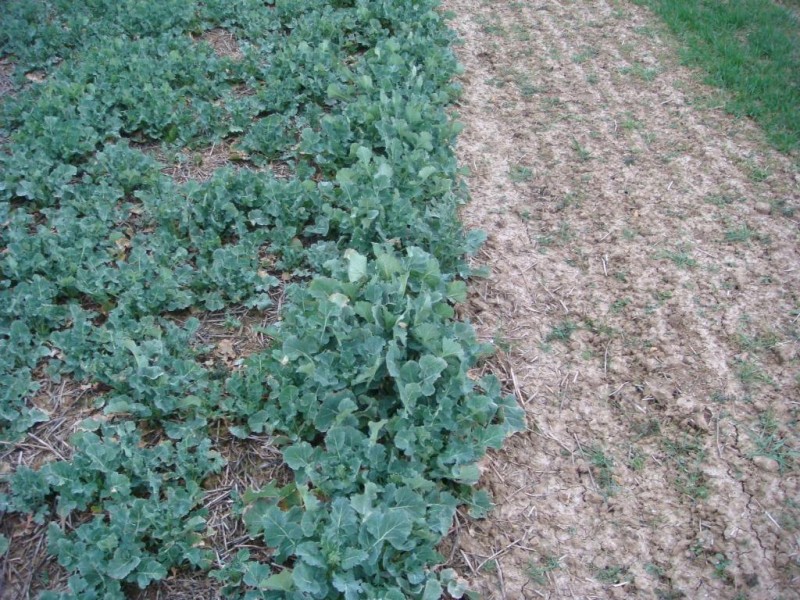 Weizenschaden neben Mulchsaatraps.JPG