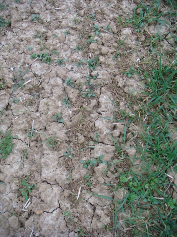 Regenwurm und Drahtwurm Wühltätigkeit.JPG