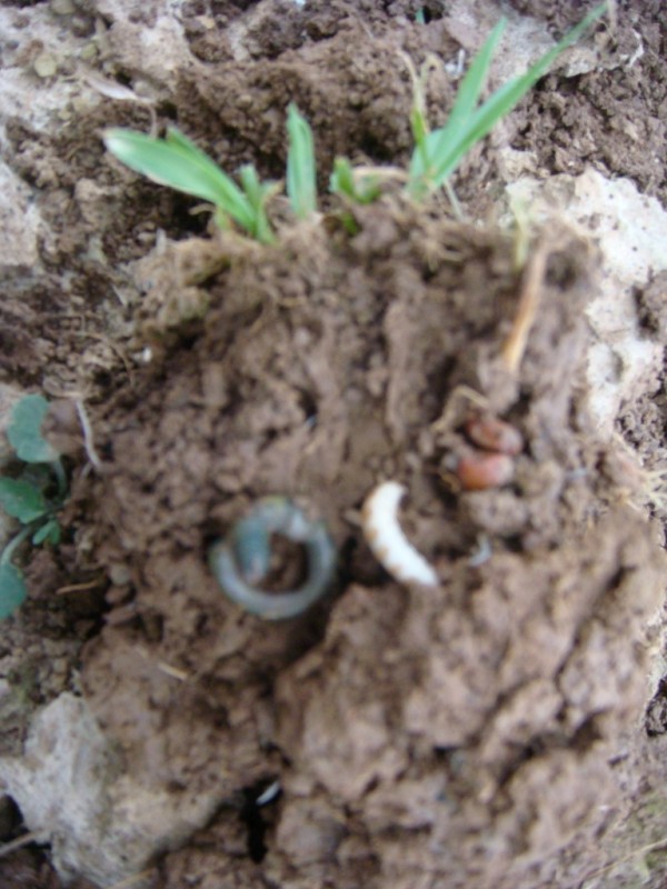 Regenwurm und Drahtwurm unter abgefressener Weizenpflanze.JPG