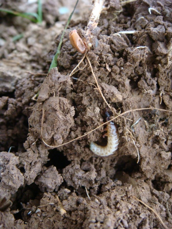 Drahtwurm an Weizenwurzel.JPG