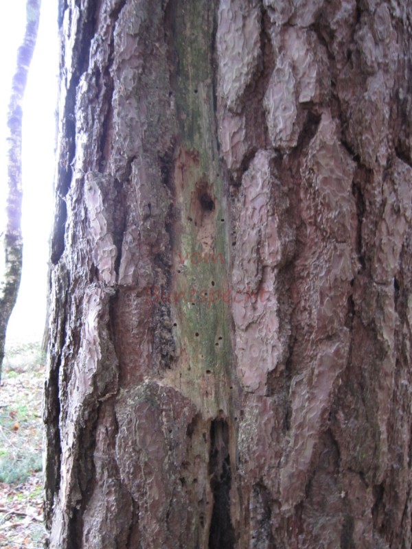 Bildla Nummä 005.jpg