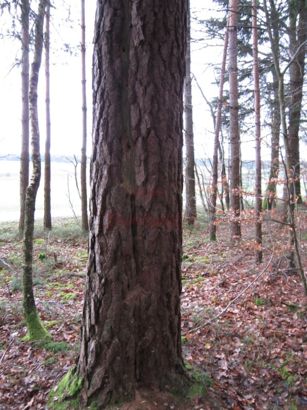 Bildla Nummä 006.jpg