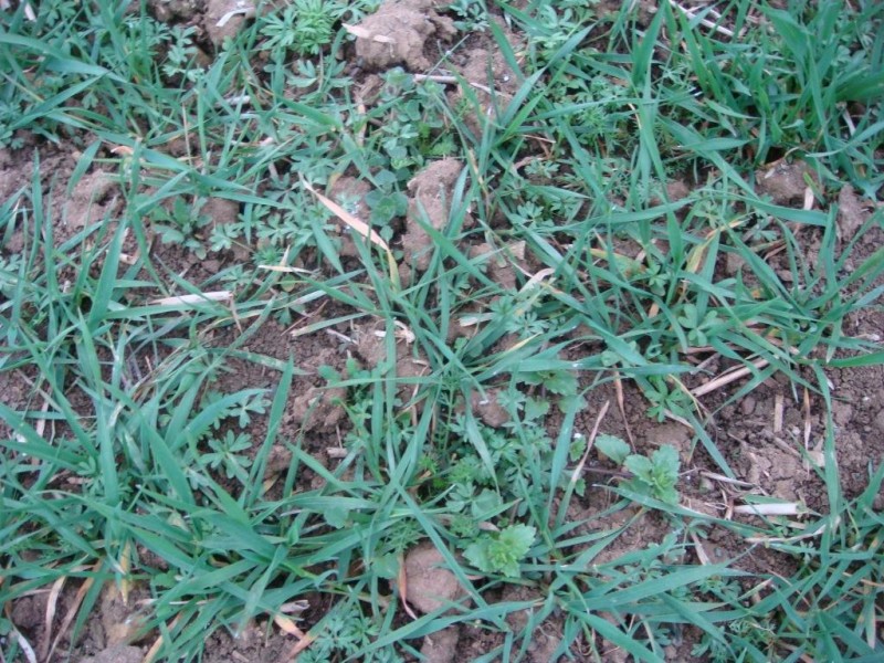 Winterweizen Unkraut 16.3.14.JPG