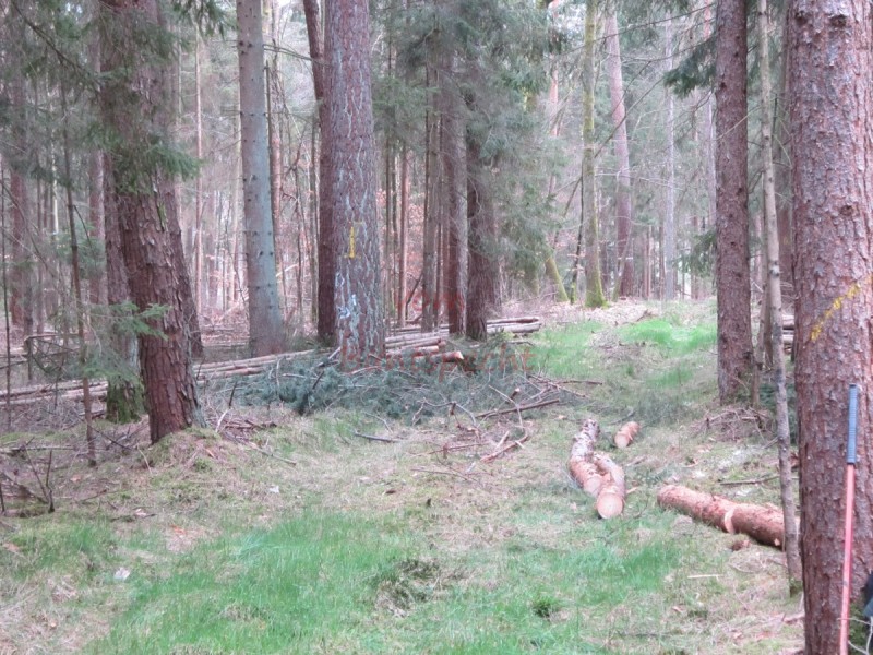 Bildla Nummä 005.jpg