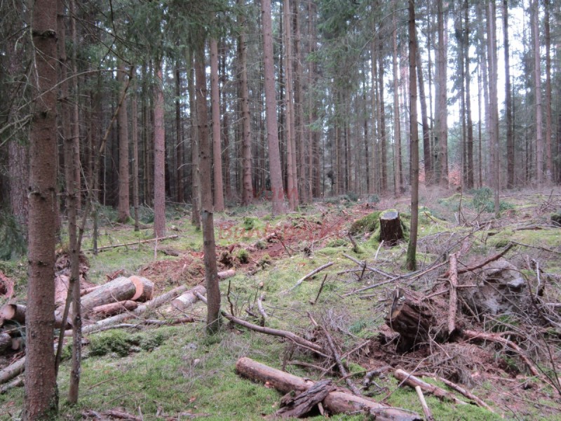 Bildla Nummä 007.jpg