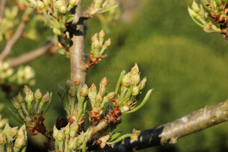 Bildla Nummä 003.jpg