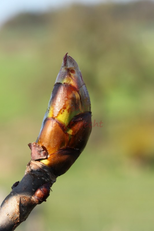 Bildla Nummä 004.jpg