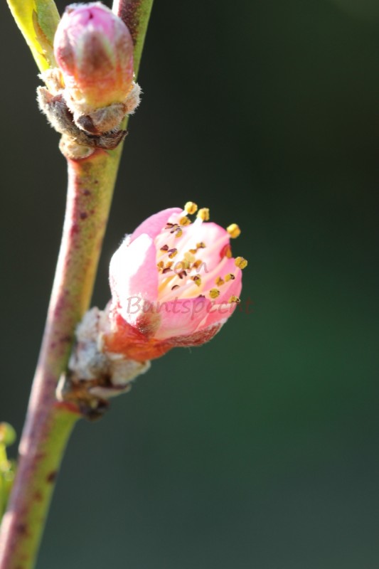 Bildla Nummä 006.jpg