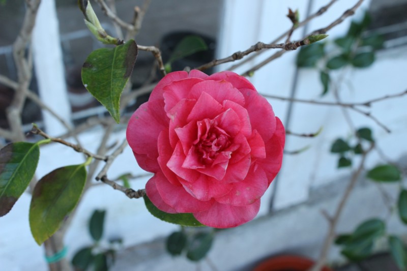 Bildla Nummä 007.jpg