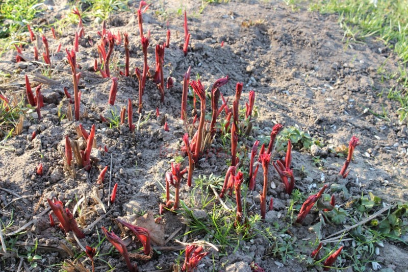 Bildla Nummä 008.jpg