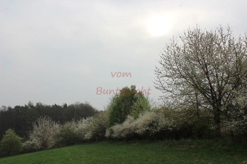 Bildla Nummä 001.jpg