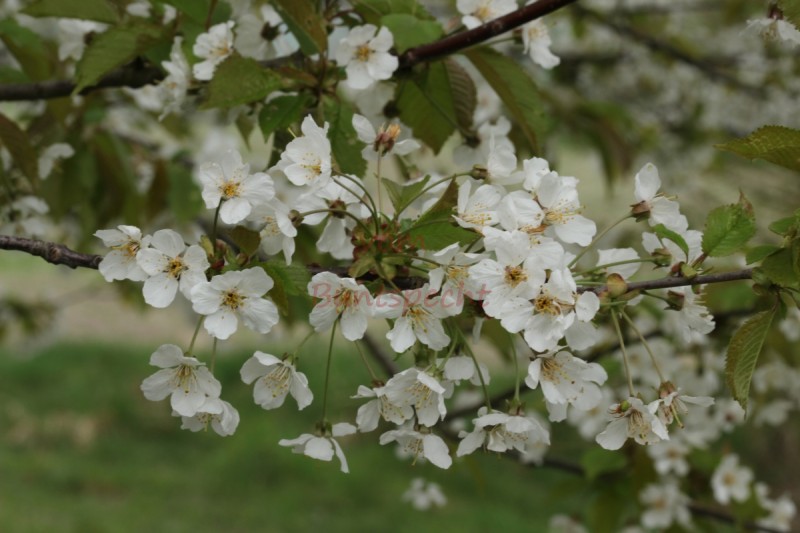 Bildla Nummä 003.jpg