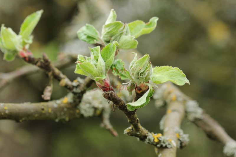 Bildla Nummä 004.jpg