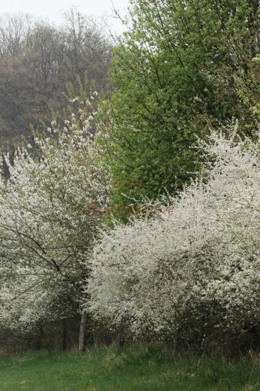 Bildla Nummä 005.jpg