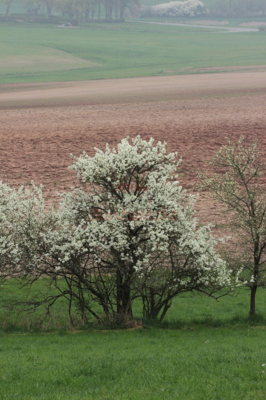 Bildla Nummä 006.jpg