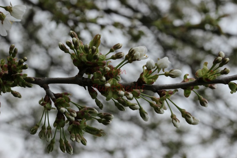 Bildla Nummä 007.jpg